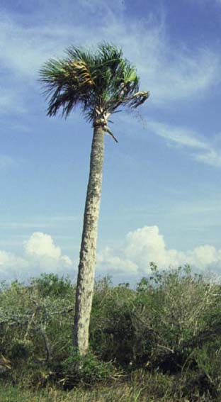 Sabal palms in Palm Bay, Florida, the native tree that gave the city its name.
