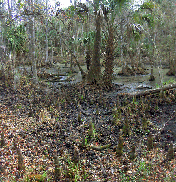 Bald cypress trees along Turkey Creek in Palm Bay, Florida.