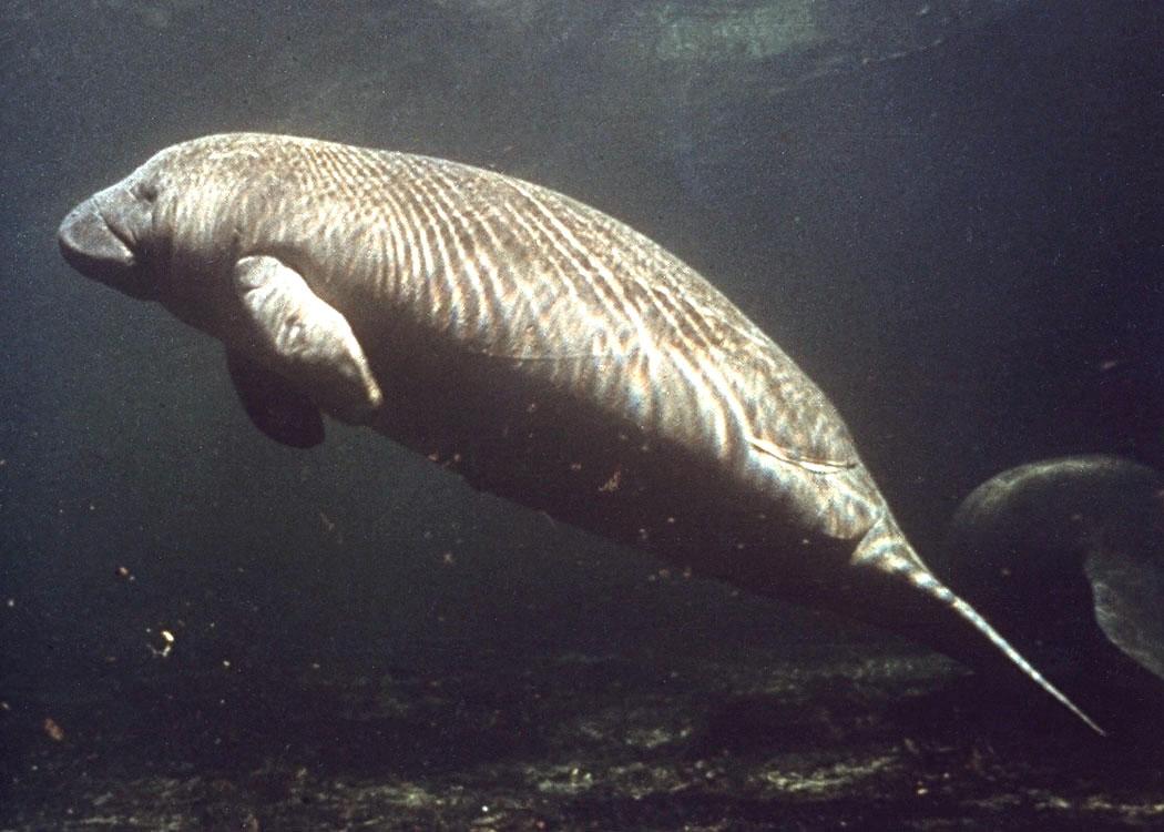 A West Indian manatee in the Indian River Lagoon at Merritt Island National Wildlife Refuge, Brevard County, Florida — the brackish water body whose name the mid-1950s 'Indian River City' proposal sought to attach to Palm Bay's civic identity.