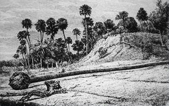 An exposed coquina-and-oyster shell midden on a wooded bluff, the kind of deposit the Ais left along Brevard County's coast.