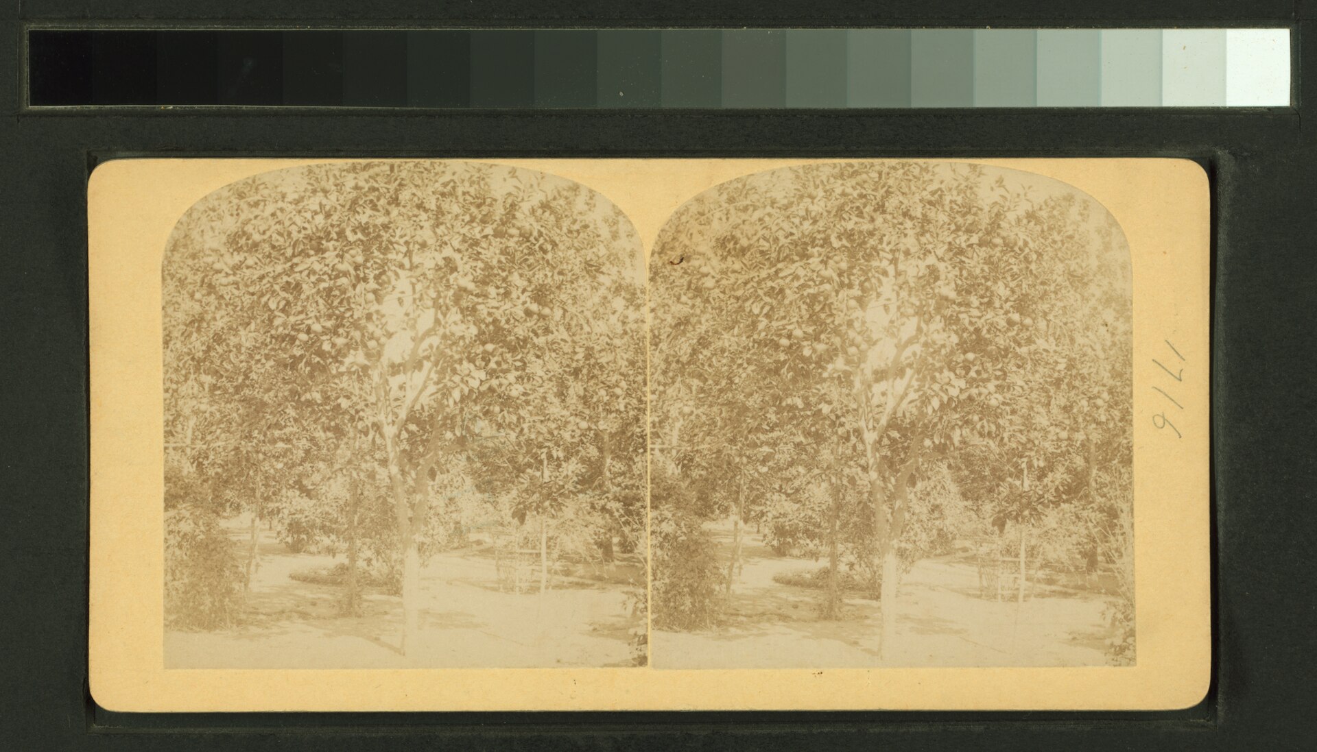 Rows of citrus trees in a Florida grove, the kind of operation that drew settlers to Tillman in the 1880s.