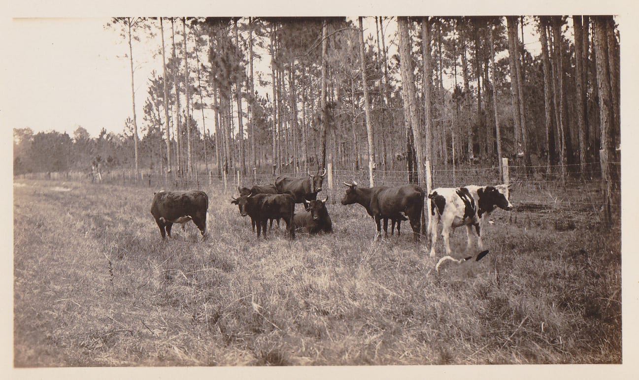 Florida cracker cattle on open range in 1929, the kind of low-value pasture use that defined the 41,000-acre tract GDC bought west of Palm Bay in 1959.