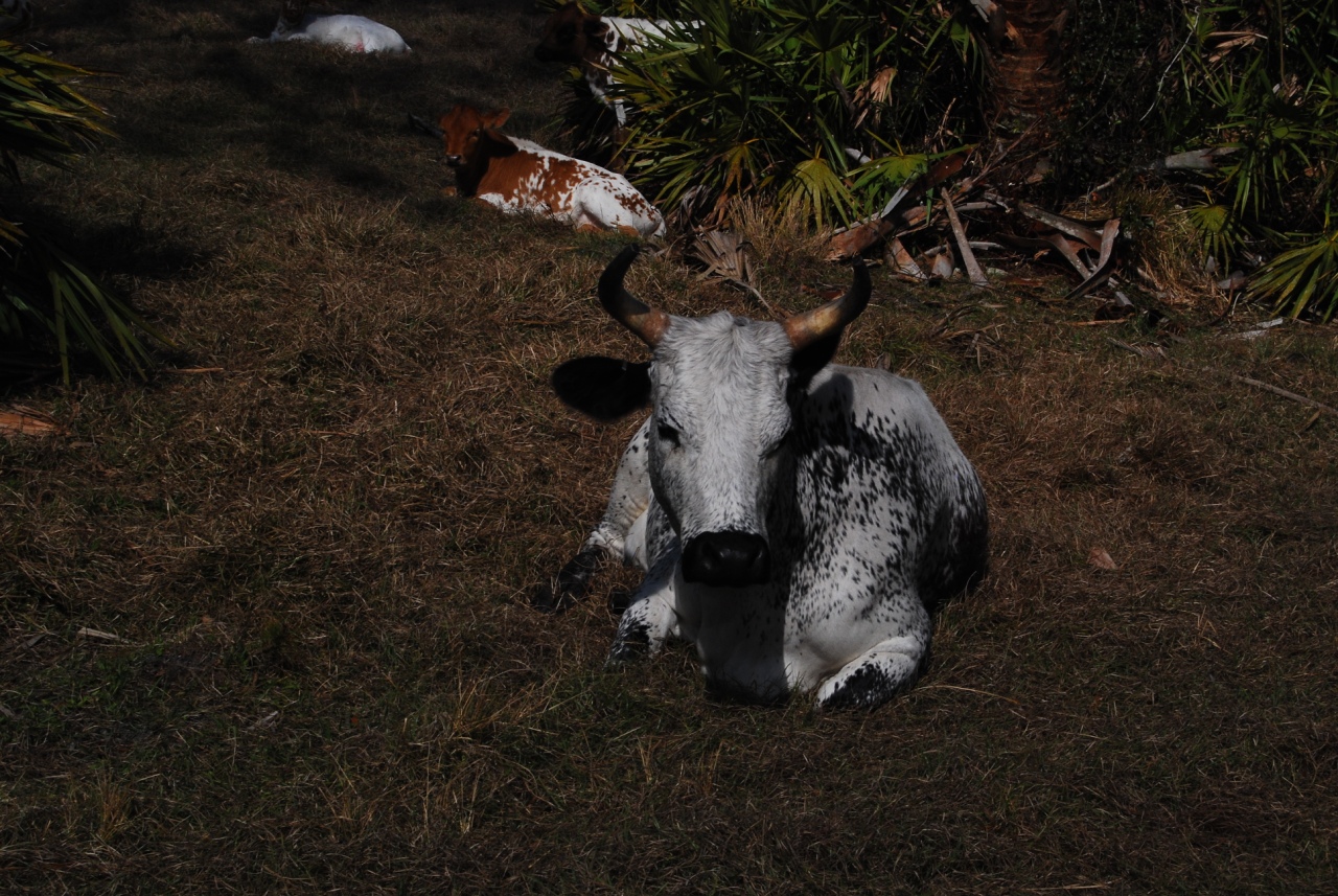 Florida Cracker cattle.