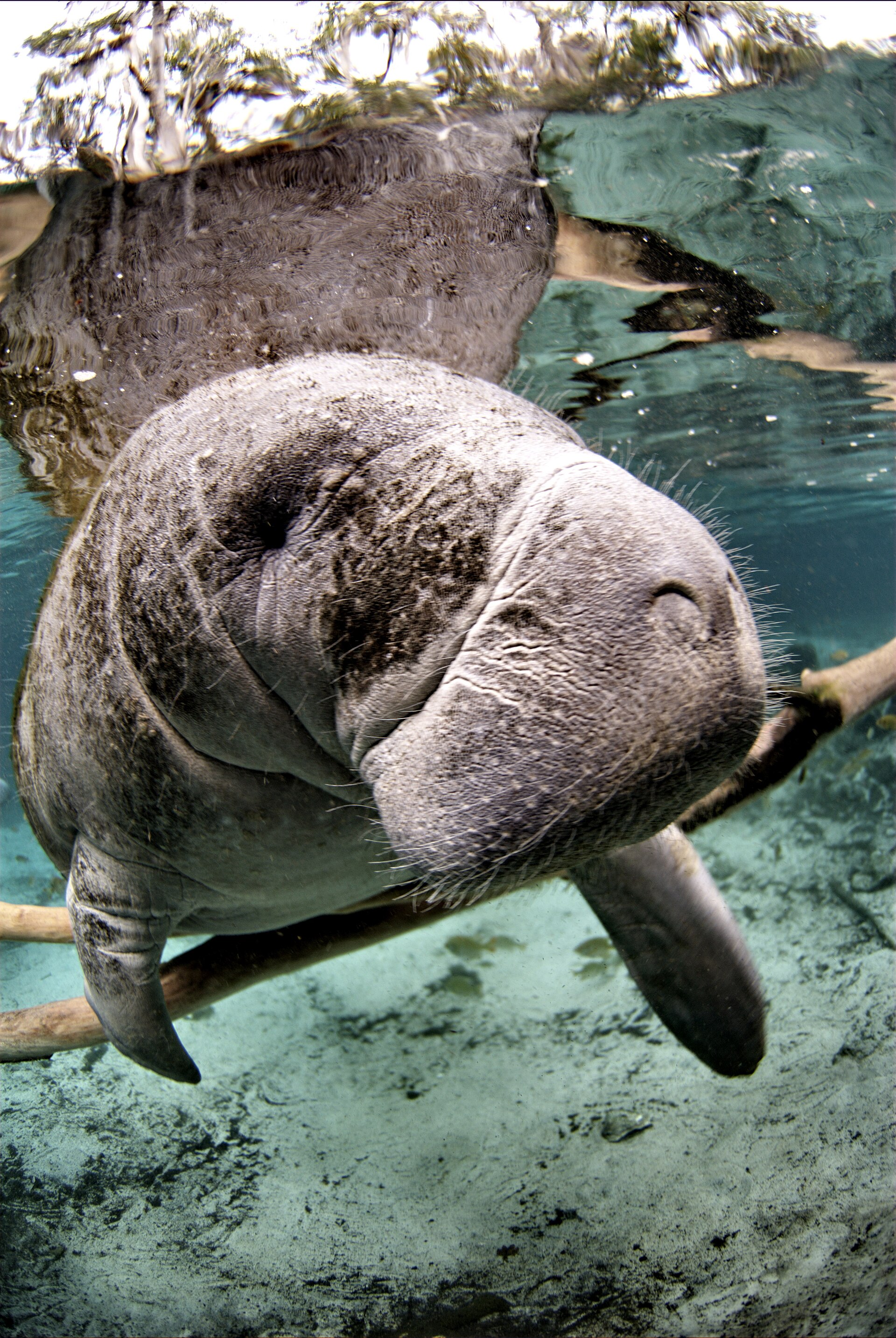 Florida manatee at Crystal River National Wildlife Refuge.