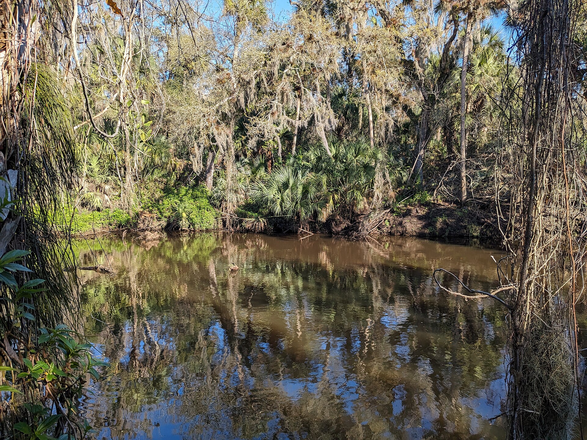 Bank of Turkey Creek at the Turkey Creek Sanctuary, Malabar, Florida.
