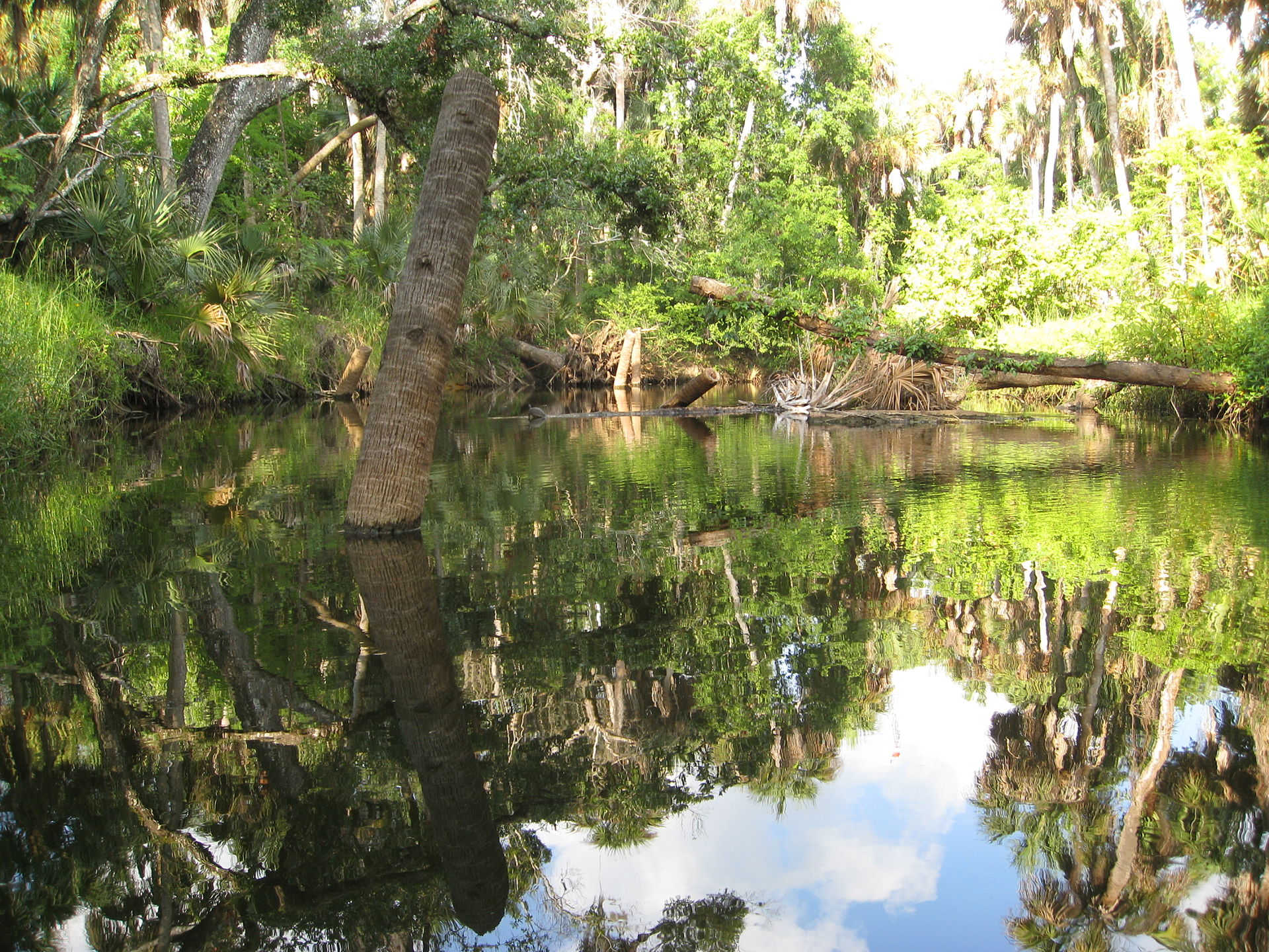 Turkey Creek inside the Sanctuary, Palm Bay, Florida.