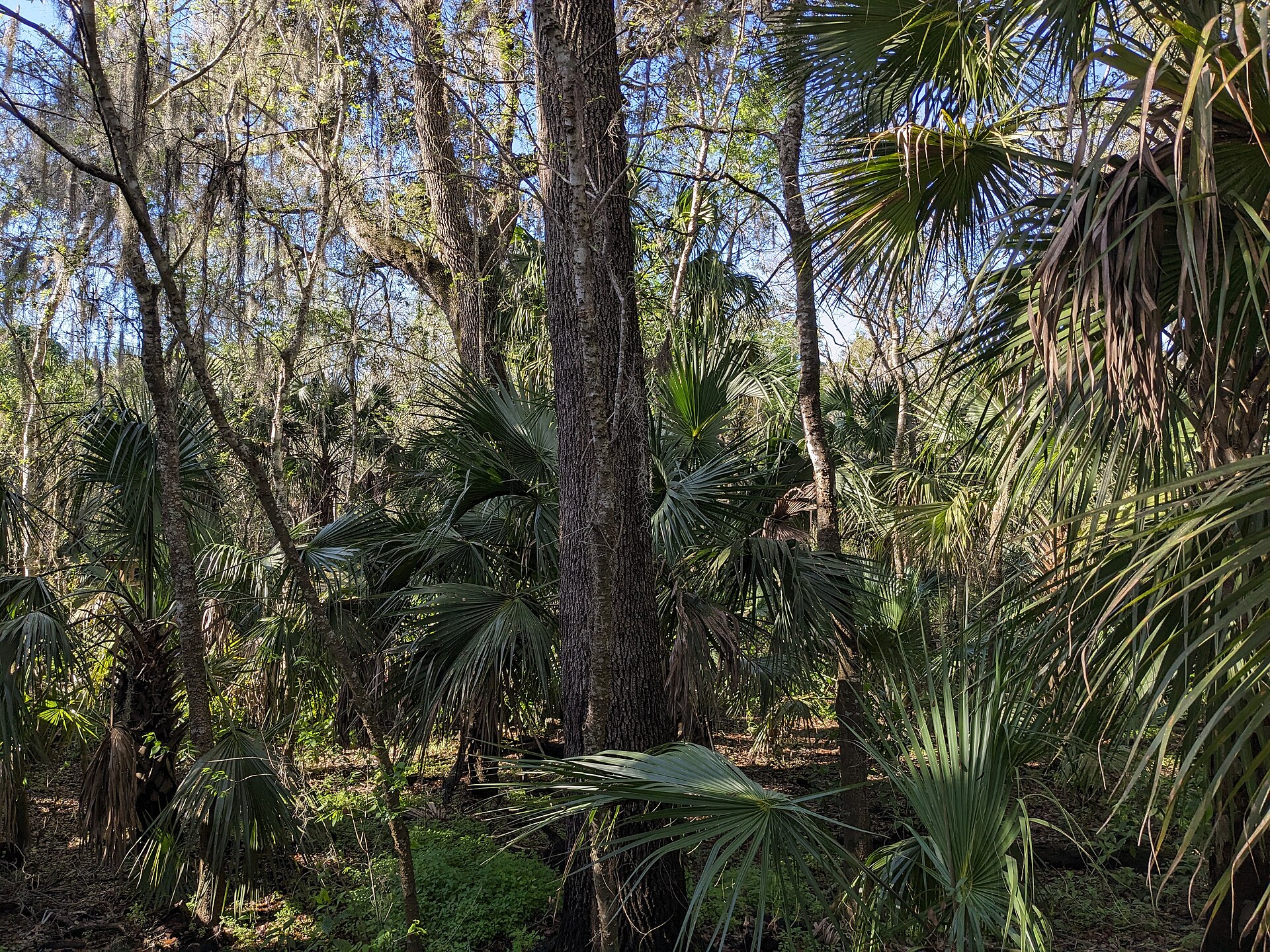 Saw palmetto and pines at the Turkey Creek Sanctuary.