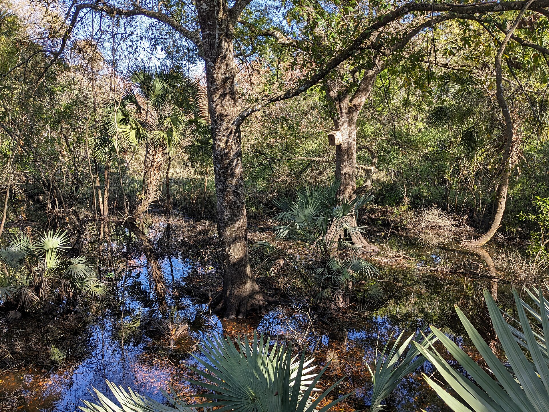 Waterlogged hammock inside the Turkey Creek Sanctuary.